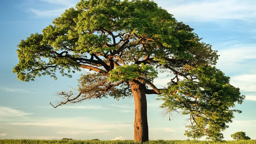 A broad oak standing alone in an open field